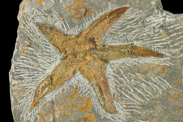 Fossil Starfish (Petraster?) & Edrioasteroids - Morocco #141884